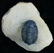 Bargain Reedops Trilobite - Inches #6115-4